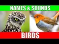 Classification of birds based on their sound patterns using MFCC and SVM classifiers Matlab