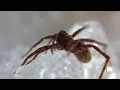 Arctic Wolf Spider s Changing Diet May Help Keep Arctic Cool Lessen Some Impacts of Global Warming