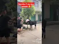 Download Lagu this is how chinese people kill donkeys for meat # viral #donkey #animals