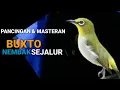 Download Lagu Pleci Buxtoni Nembak wit wit - Pancingan Pleci Bustomi Agar Buka Paruh