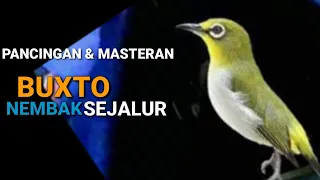 pleci buxtoni nembak wit wit pancingan pleci bustomi agar buka paruh