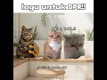 lagu untuk DPR😡!!! #shortvideo #comedy #humor #indonesia #catmemes #shorts #catlovers #dpr