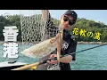 Download Lagu 聽說香港的花軟很狂？甘安內？ #鵝大人 #路亞 #香港 @x17sherry