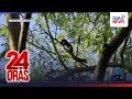 Mga squirrel na di likas sa Luzon namemerwisyo sa Metro Manila at mayroon na rin 24 Oras