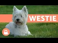 West Highland White Terrier Westie - Characteristics and Care