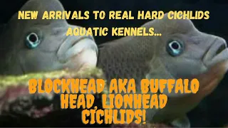 Download Buffalo-head aka Lionhead Cichlids (Species Profile) and Feeding Video!!! MP3