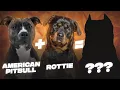 Rottweiler Pitbull Mix A Complete Guide