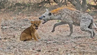 ضبع مجنون يقضى على الأشبال للإنتقام من الأسود دندنها