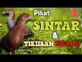 Download Lagu PIKAT SINTAR DAN TIKUSAN MATA MERAH SIAP DI AJAK TEMPUR. Suara Burung Dan Keindahan Alam