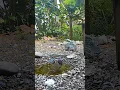Download Lagu Asian Water-hen bird Sounds #backyard 🐧 !!! #birds #funny