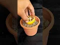 Download Lagu How To Grow Clove Plant At Home | How To Grow Clove Plant From Seed | How to germinate Clove