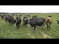 Georgia Dairy Using High-Tech Activity Trackers for Cows