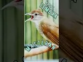 Download Lagu MASTERAN KAPAS TEMBAK GACOR #shorts #short #kapastembak
