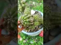 Cereus silvestrii #cereus  #cactus  #jardin  #cactulover  #lucycruzoficial  #lucy  #rulosard  #succu