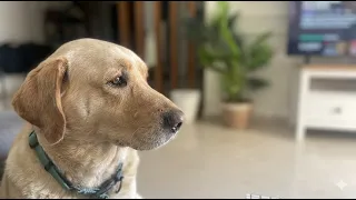 فقدنا فرد من عيلتنا… مع السلامة يا أغلي صاحب 💔💔