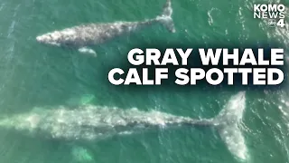NOAA spots first gray whale mother and calf migrating north off Washington coast