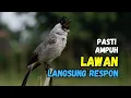 Lagu Suara Burung Kutilang Gacor Terbaru Pasti Ampuh Semua Kutilang Langsung Nyaut Bunyi