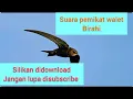 Download Lagu 💯SP PEMIKAT WALET SP SANTUNAN sp ini pertama ada di youtube      #suarapanggilwaletterbaik