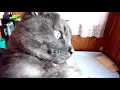 クマをだっこしてみた　Walk hug
