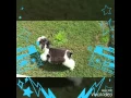 Holly Jolly Schnauzers Athos