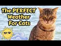What Weather Do Cats Like Ideal Temperatures Outdoor Conditions