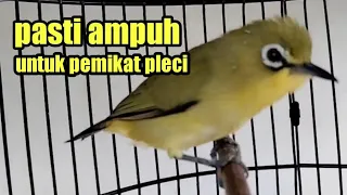 Download suara panggilan pleci untuk pikat langsung turun ke sangkar pikatnya. MP3