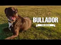 Discover the Bullador A Labrador-Bulldog Mix with Heart and Personality