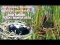 Download Lagu Lagi Mantau BuRung Mandar Batu,Peruk., Teryata Ada sarangnya dan Anak2nya Baru MEnetas