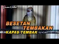 Download Lagu BESETAN TEMBAKAN KAPAS TEMBAK SUARA JERNIH TAJAM COCOK UNTUK MASTERAN MURAI BATU, CENDET, CUCAK IJO