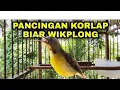Download Lagu burung kolibri kelapa gacor ngobra