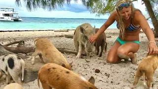 An Island Full Of PIGS!!! (in the Bahamas)