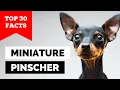 99 of Min Pin Owners Don t Know This