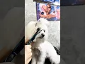 Cute Maltese Face Trim