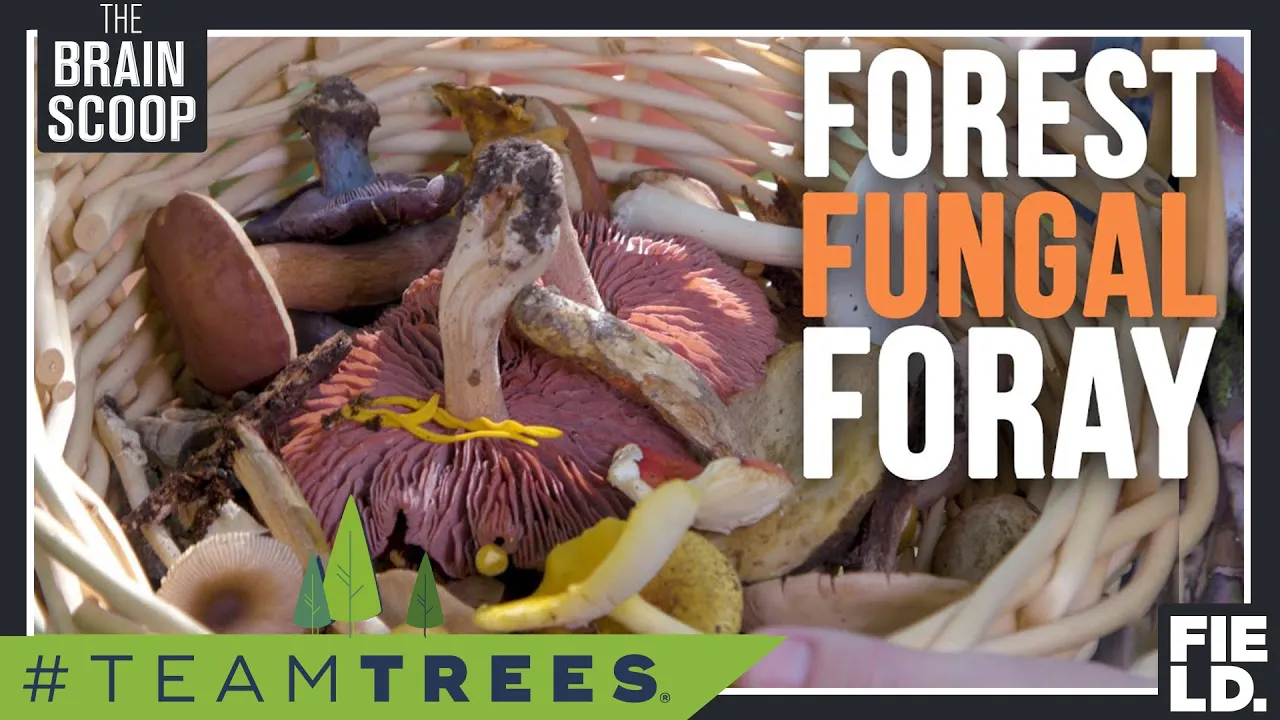 The MUSHROOM HUNT! [#TeamTrees]