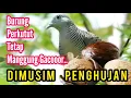Download Lagu Burung Perkutut Tetap Manggung Gacor Dimusim Dingin Sekaligus Musim Penghujan@MangoenDjoyoChannel