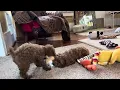Marjo poodles