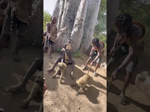 Hadzabe succeeded to Hunt baboon