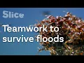 Surviving like a fire ant SLICE