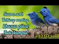 Download Lagu SUARA ASLI BURUNG KEHICAP RANTING DI ALAM LIAR EDISI KHUSUS PIKAT