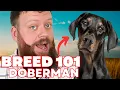 Should You Get A Doberman Everything you need to know about the Doberman