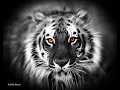 Download Lagu Story Wa Macan Putih . Kejawen