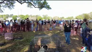 Hundreds line up for free adoption event in Putnam County held after nearly 200 dogs found at In