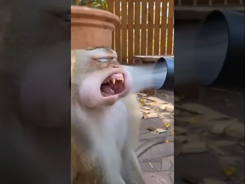 #funny #shorts #funnycomedy #monkey #animals