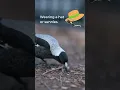 Pernahkah Anda disambar burung murai?