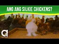 Ang Pag-aalaga ng Silkie Chickens kasama ang Banty Farm