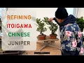 Download Lagu Refining some Itoigawa Juniper Shohin Bonsai