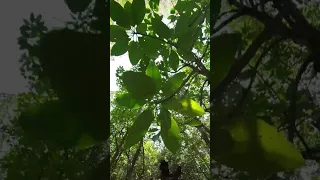 Amazon adventures in Thailand?