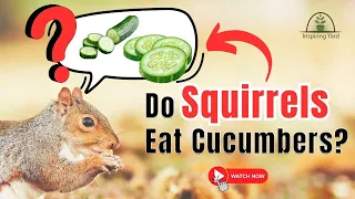 Do Squirrels Eat Cucumbers Needed To Know