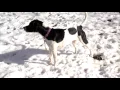 Pointer mix howling
