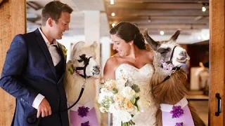 Weddings Gone Wild With Exotic Animals